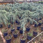 Céder Himalájsky (Cedrus deodara) ´FEELIN BLUE®´ - výška 50-70 cm, ø 40-50 cm, kont. C7L - NA KMIENKU